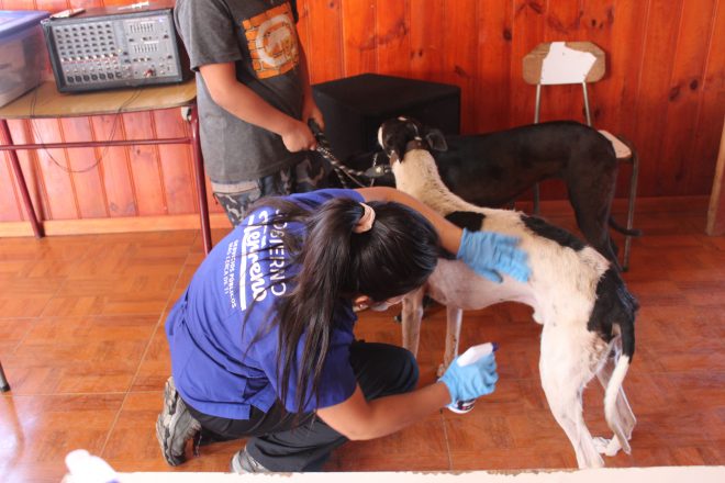 Operativo mascotas en Ercilla - Municipalidad de Ercilla